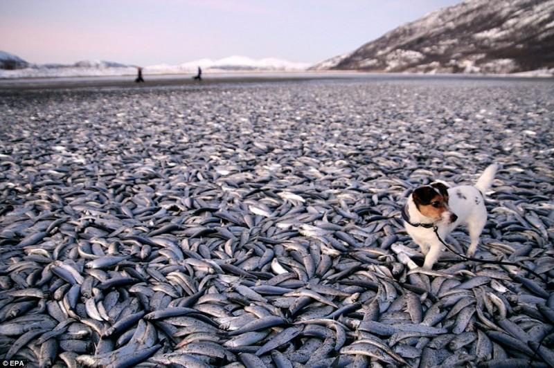 Фотография: В Норвегии замерзли тонны сельди №1 - BigPicture.ru