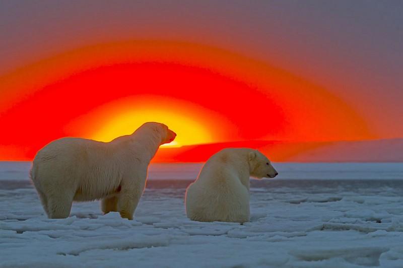 Белые медведи и великолепный закат на Аляске