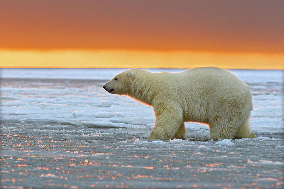 Фотография: Белые медведи и великолепный закат на Аляске №3 - BigPicture.ru