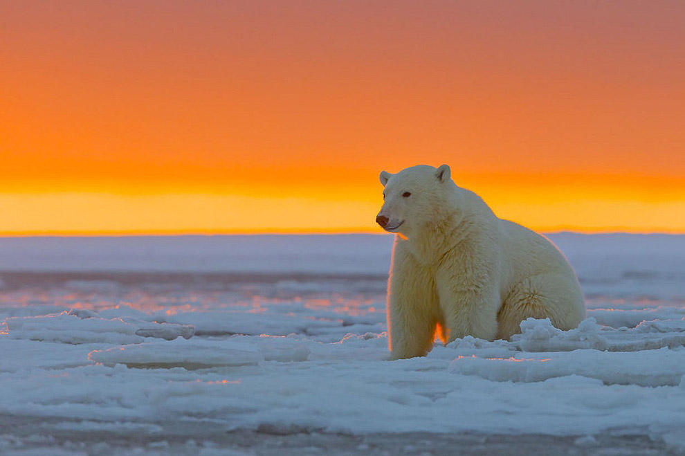 Фотография: Белые медведи и великолепный закат на Аляске №5 - BigPicture.ru