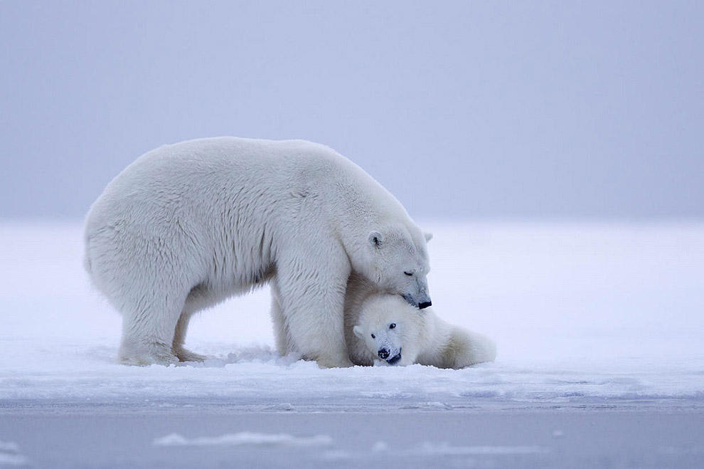 Фотография: Белые медведи и великолепный закат на Аляске №7 - BigPicture.ru