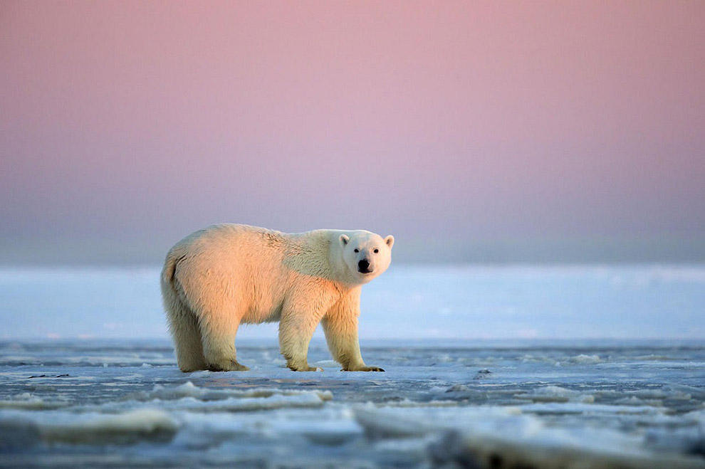 Фотография: Белые медведи и великолепный закат на Аляске №8 - BigPicture.ru