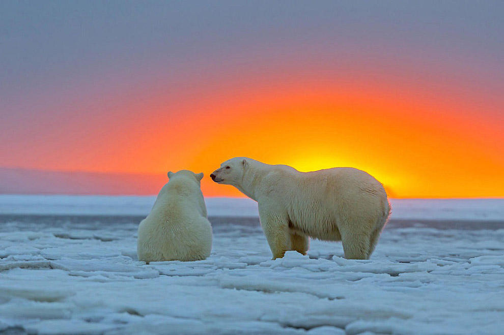 Фотография: Белые медведи и великолепный закат на Аляске №9 - BigPicture.ru
