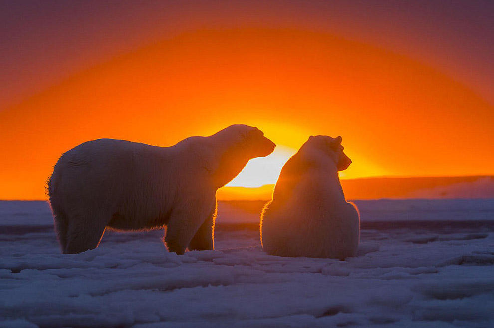 Фотография: Белые медведи и великолепный закат на Аляске №10 - BigPicture.ru