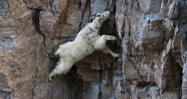 Козлы, которым неведома боязнь высоты