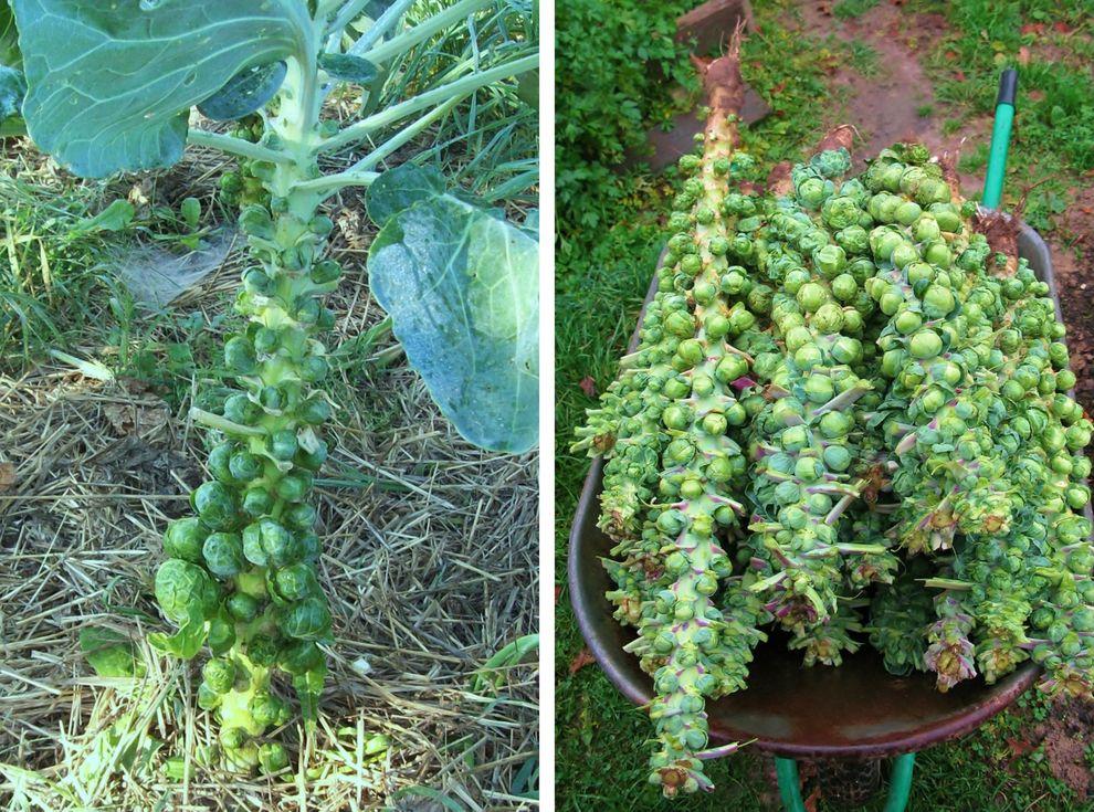 Фотография: Как растут некоторые фрукты и овощи: необычные факты о привычных продуктах №2 - BigPicture.ru