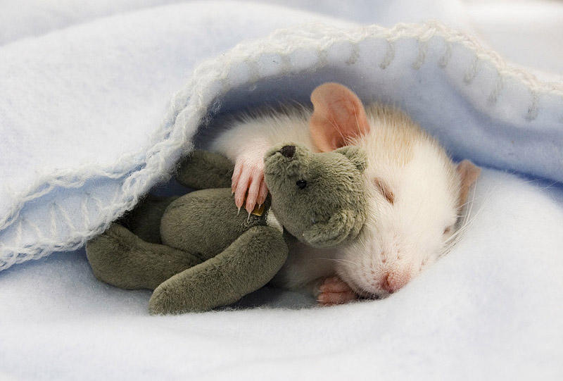 Фотография: Очаровательные крыски с плюшевыми мишками №2 - BigPicture.ru