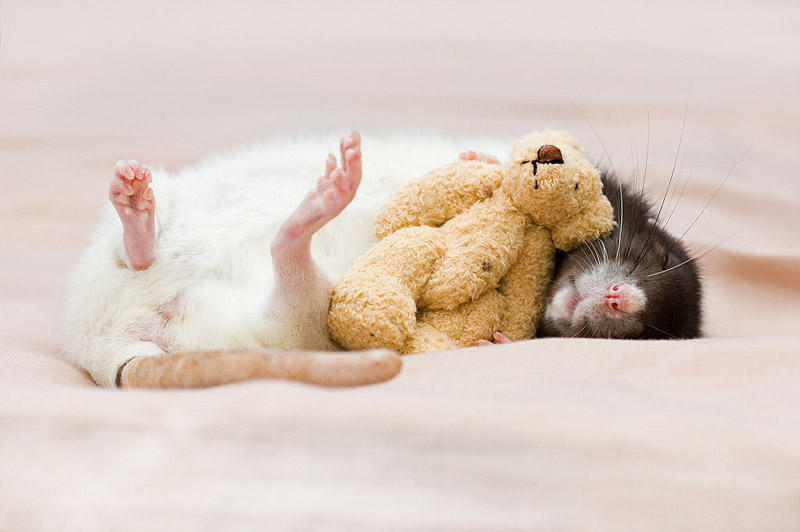 Фотография: Очаровательные крыски с плюшевыми мишками №3 - BigPicture.ru