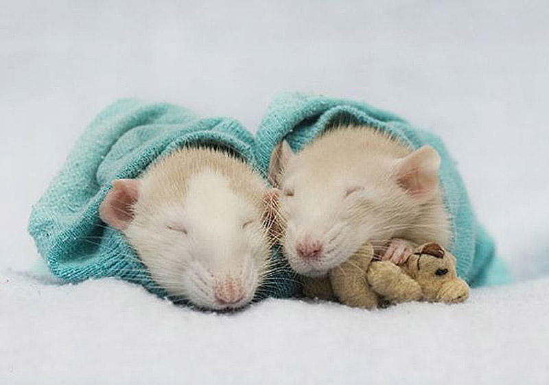 Фотография: Очаровательные крыски с плюшевыми мишками №5 - BigPicture.ru