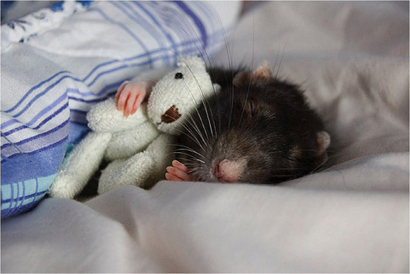 Фотография: Очаровательные крыски с плюшевыми мишками №6 - BigPicture.ru