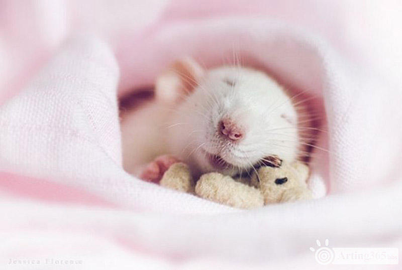 Фотография: Очаровательные крыски с плюшевыми мишками №7 - BigPicture.ru