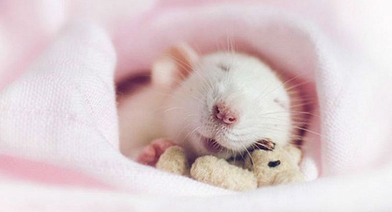 Фотография: Очаровательные крыски с плюшевыми мишками №1 - BigPicture.ru