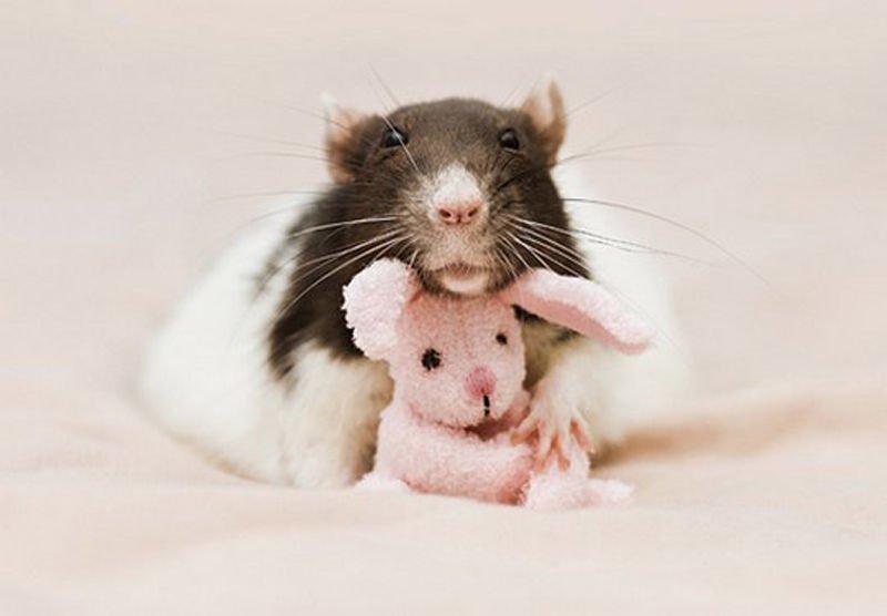 Фотография: Очаровательные крыски с плюшевыми мишками №9 - BigPicture.ru