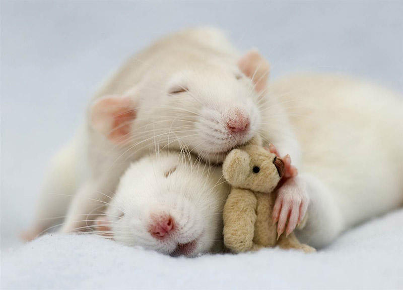 Фотография: Очаровательные крыски с плюшевыми мишками №11 - BigPicture.ru