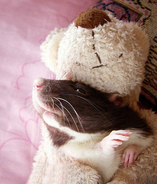 Фотография: Очаровательные крыски с плюшевыми мишками №12 - BigPicture.ru