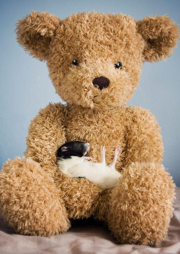 Фотография: Очаровательные крыски с плюшевыми мишками №13 - BigPicture.ru