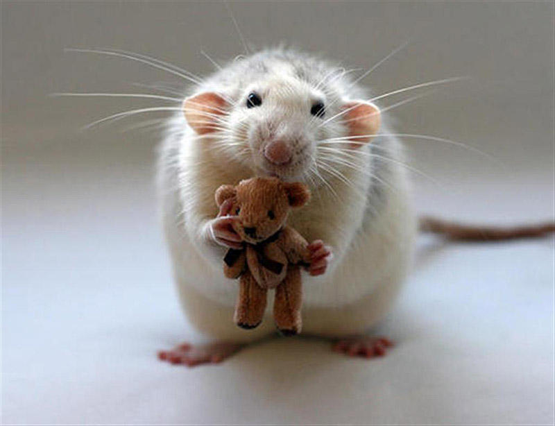 Фотография: Очаровательные крыски с плюшевыми мишками №14 - BigPicture.ru