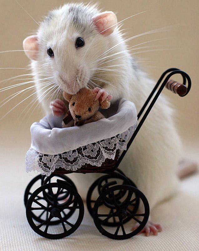Фотография: Очаровательные крыски с плюшевыми мишками №15 - BigPicture.ru