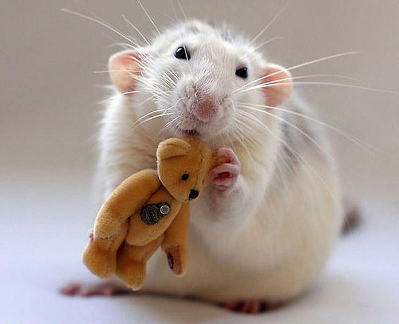 Фотография: Очаровательные крыски с плюшевыми мишками №17 - BigPicture.ru