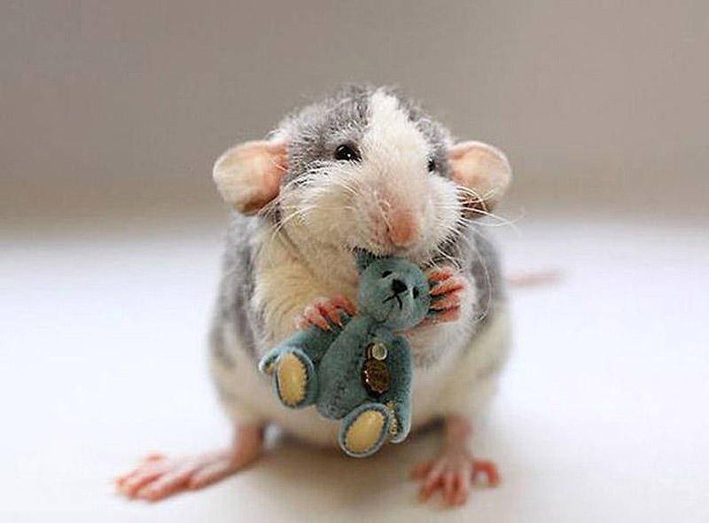 Фотография: Очаровательные крыски с плюшевыми мишками №18 - BigPicture.ru