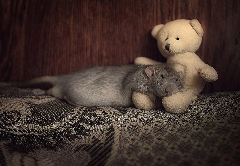 Фотография: Очаровательные крыски с плюшевыми мишками №19 - BigPicture.ru
