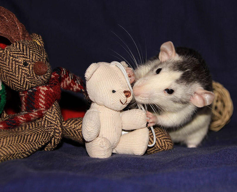 Фотография: Очаровательные крыски с плюшевыми мишками №20 - BigPicture.ru