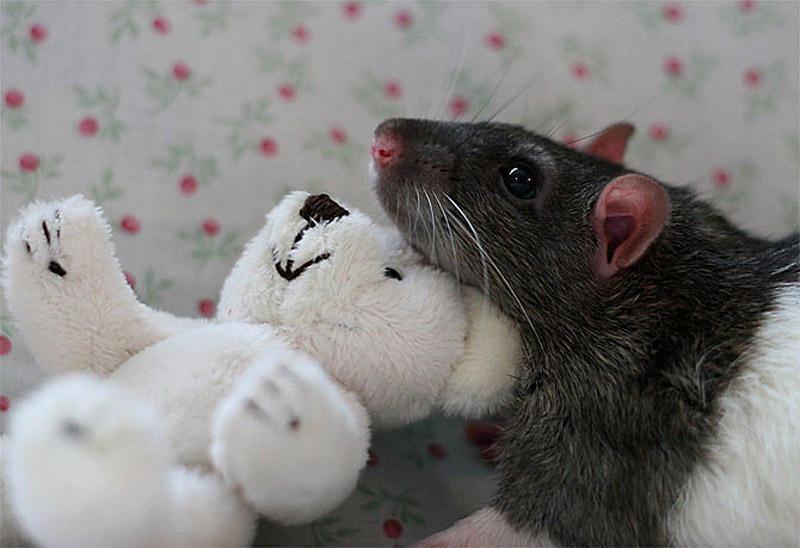 Фотография: Очаровательные крыски с плюшевыми мишками №21 - BigPicture.ru