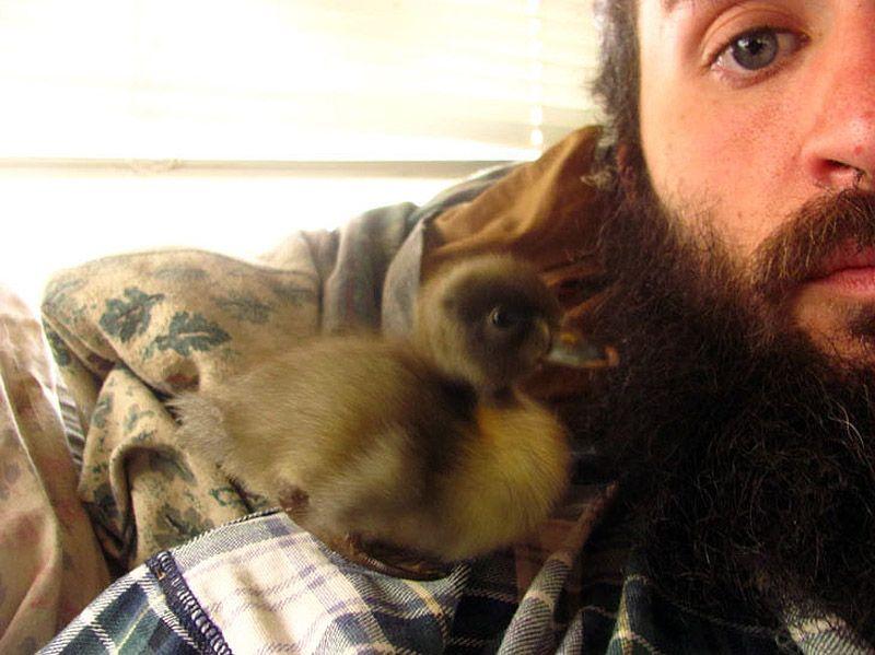 Фотография: Удивительная история спасения утенка... в бороде №8 - BigPicture.ru