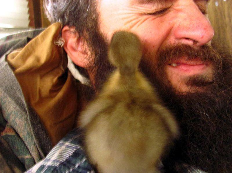 Фотография: Удивительная история спасения утенка... в бороде №9 - BigPicture.ru