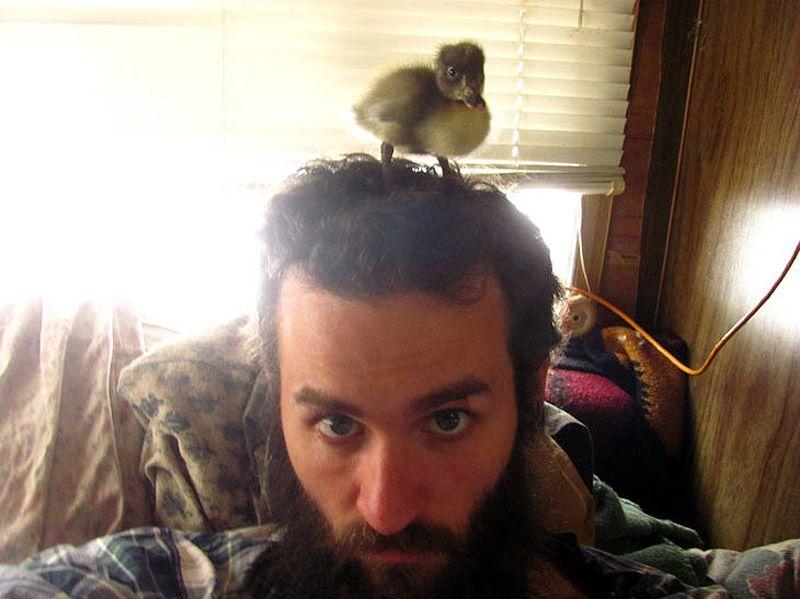 Фотография: Удивительная история спасения утенка... в бороде №10 - BigPicture.ru