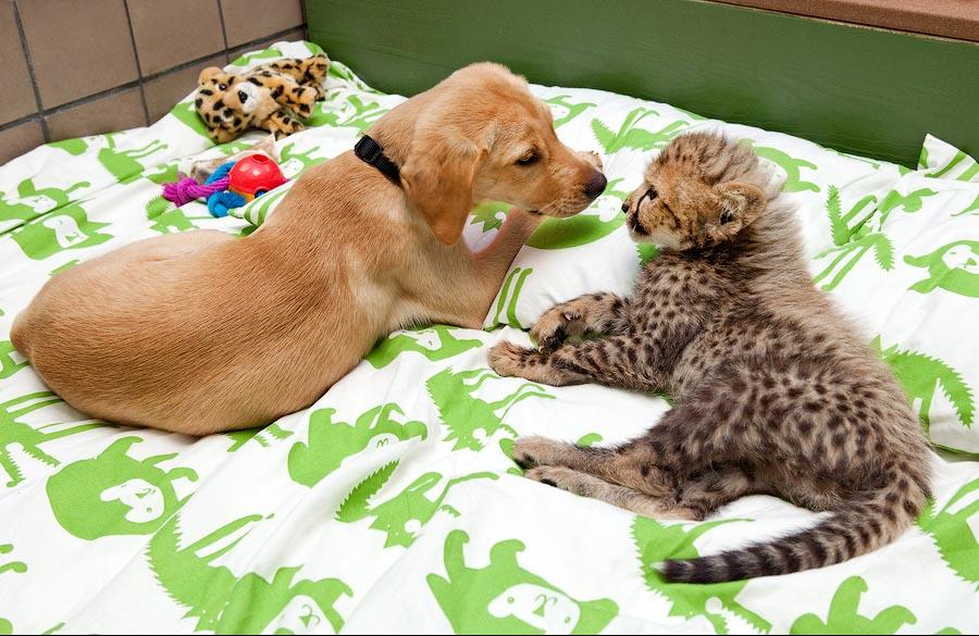 Фотография: Про дружбу кошек с собаками №4 - BigPicture.ru