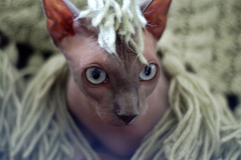 Фотография: Очаровательные кошки породы сфинкс №9 - BigPicture.ru
