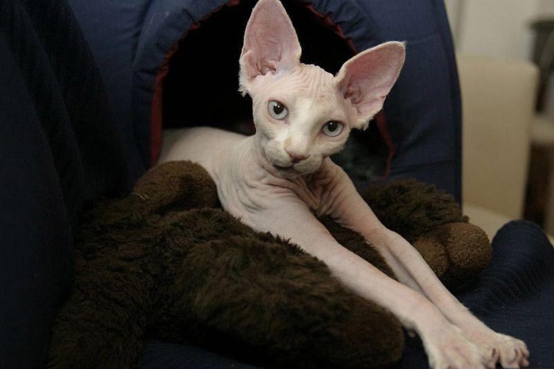 Фотография: Очаровательные кошки породы сфинкс №12 - BigPicture.ru