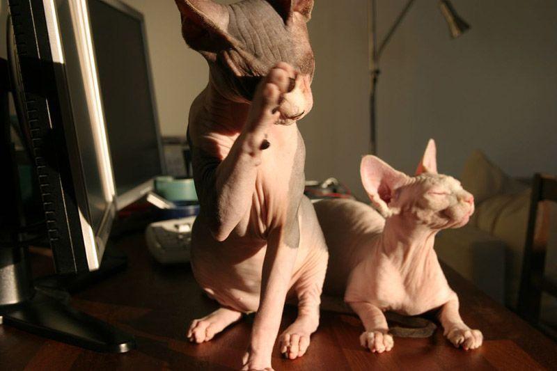 Фотография: Очаровательные кошки породы сфинкс №13 - BigPicture.ru