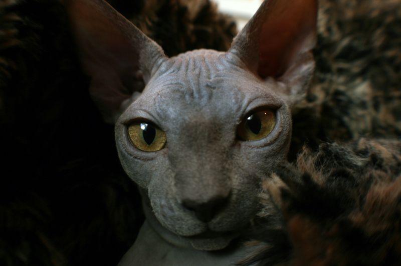 Фотография: Очаровательные кошки породы сфинкс №20 - BigPicture.ru