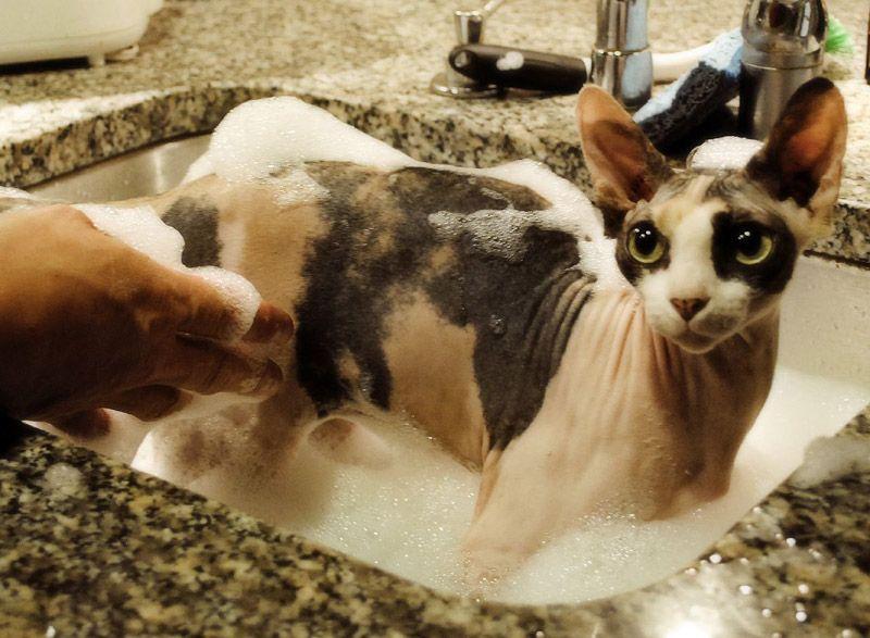 Фотография: Очаровательные кошки породы сфинкс №23 - BigPicture.ru
