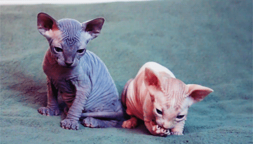 Фотография: Очаровательные кошки породы сфинкс №24 - BigPicture.ru