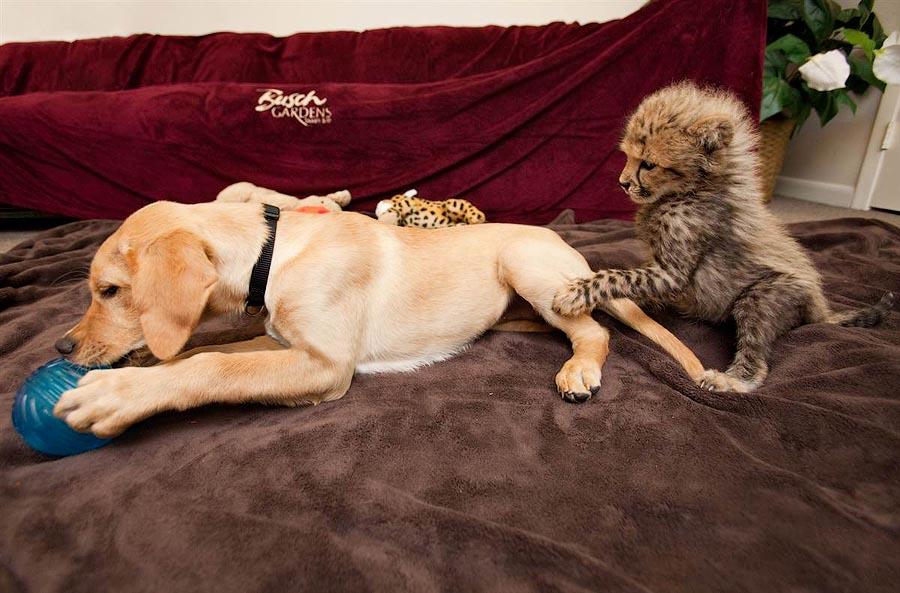 Фотография: Про дружбу кошек с собаками №2 - BigPicture.ru