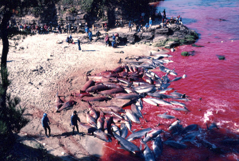 Фотография: В Японии продолжаются жестокие убийства дельфинов №12 - BigPicture.ru