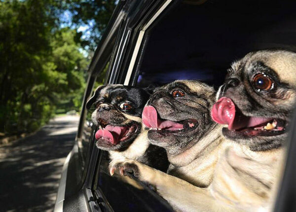 Собаки в машинах