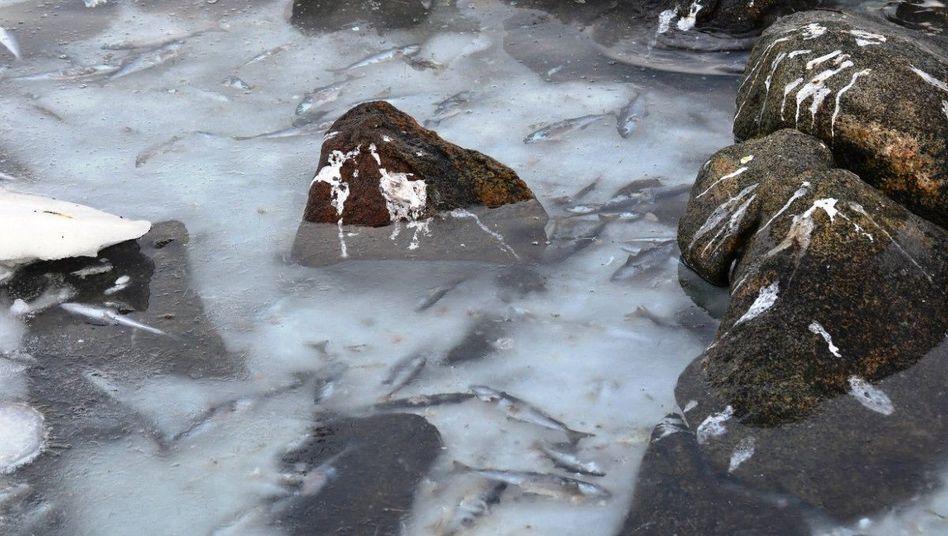 Фотография: В Норвегии замерзли тонны сельди №5 - BigPicture.ru