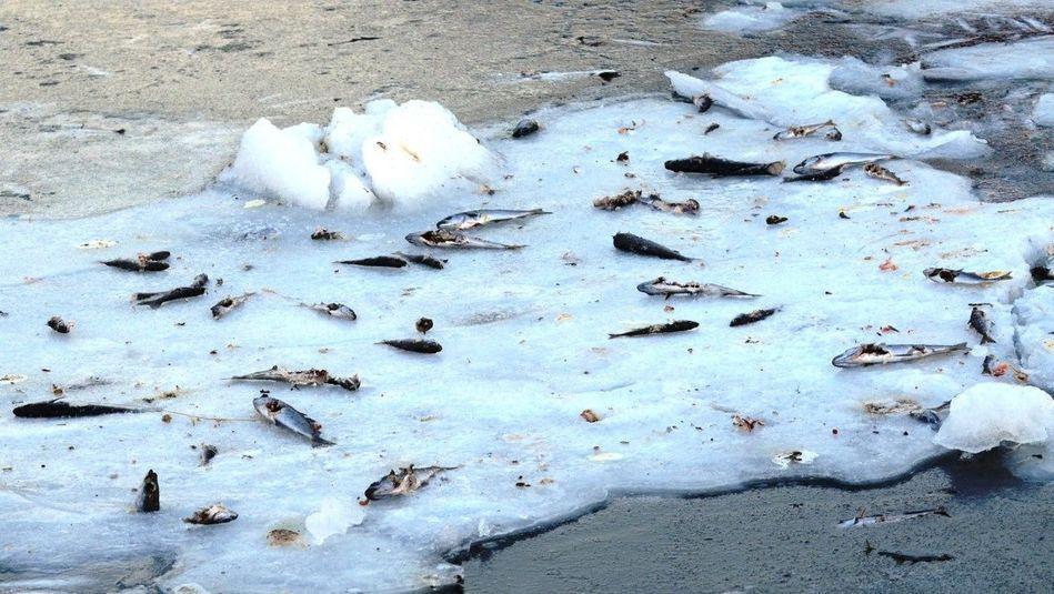 Фотография: В Норвегии замерзли тонны сельди №8 - BigPicture.ru