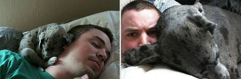 Фото до и после взросления домашних животных
