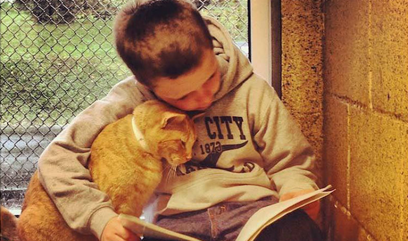 Фотография: Как кошки помогают детям развить навыки чтения №1 - BigPicture.ru