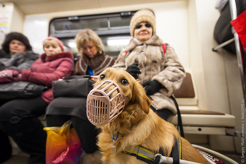 Фотография: Золотые собаки №2 - BigPicture.ru
