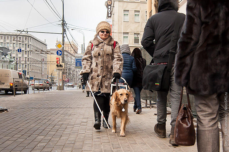Фотография: Золотые собаки №3 - BigPicture.ru