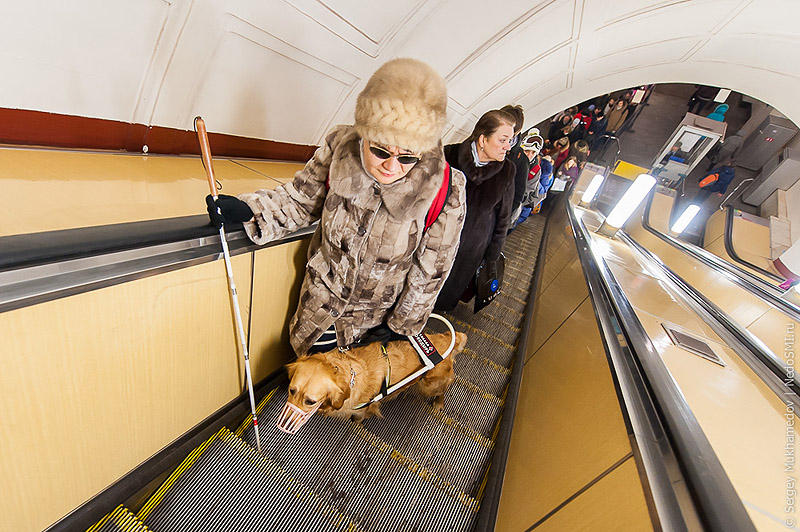 Фотография: Золотые собаки №5 - BigPicture.ru