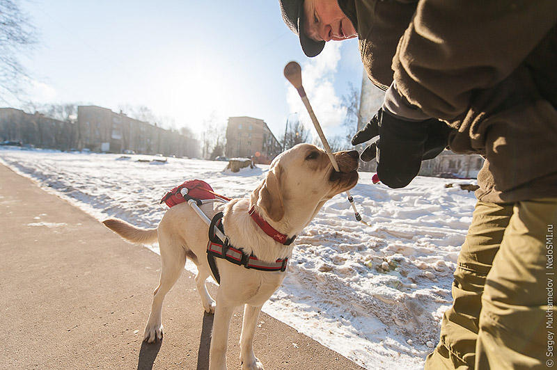 Фотография: Золотые собаки №6 - BigPicture.ru