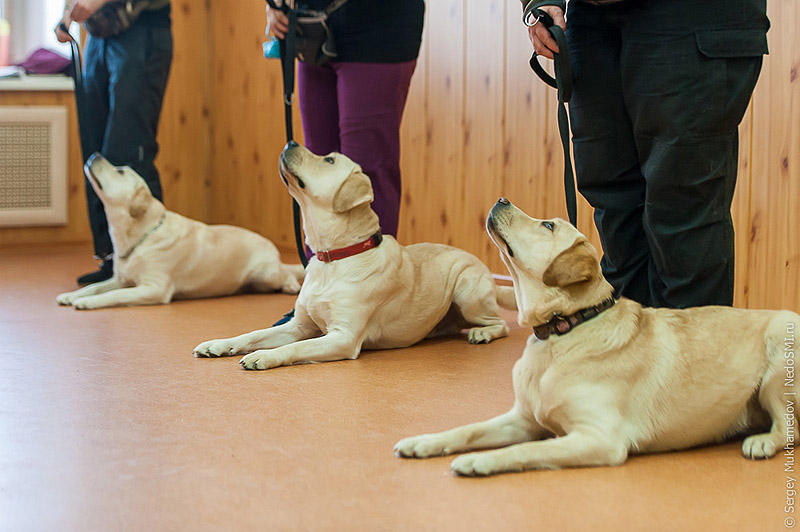 Фотография: Золотые собаки №7 - BigPicture.ru