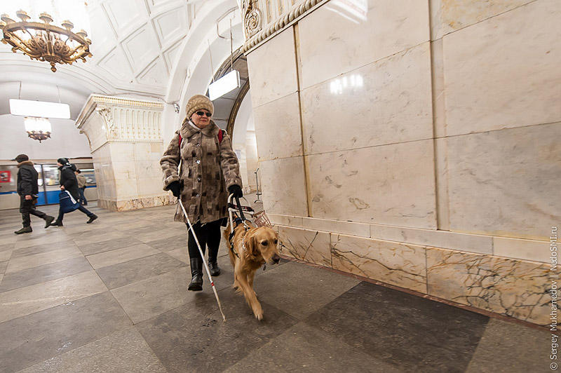 Фотография: Золотые собаки №9 - BigPicture.ru
